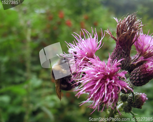 Image of bumblebee on thistle flower