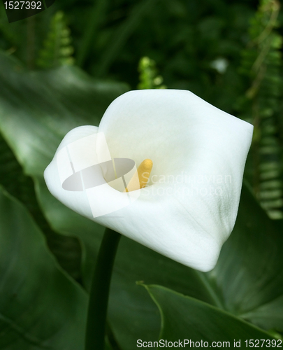 Image of white flower in dark green vegetation