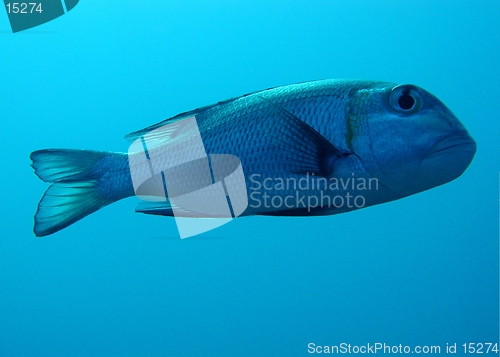 Image of Bigeye emporer