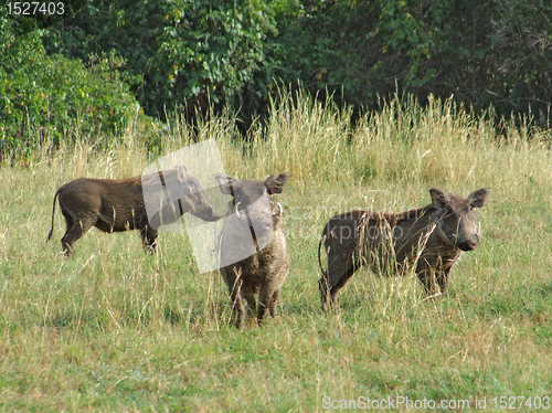 Image of warthogs in Africa