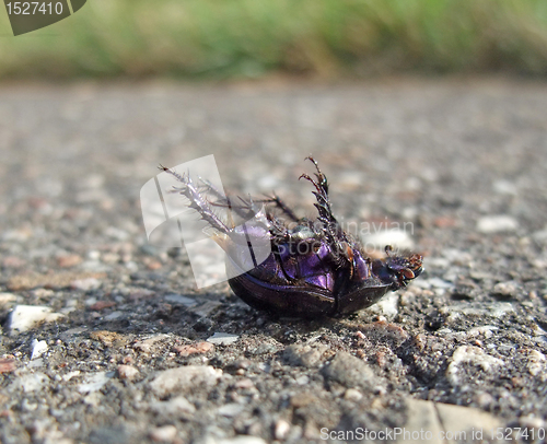 Image of dead bug supine on pavement