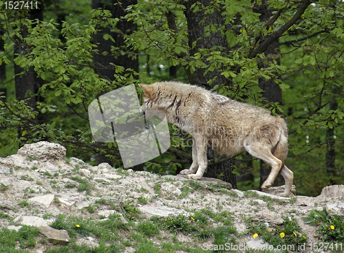 Image of Gray Wolf on small hill