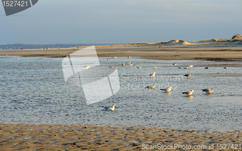 Image of Crane beach at evening time