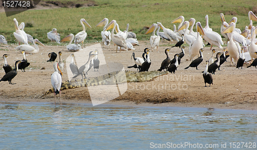 Image of birds and crocodile waterside in Uganda