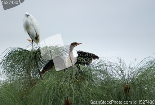 Image of little Egret and Cormorant
