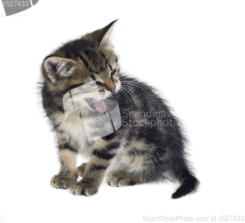 Image of kitten yawn