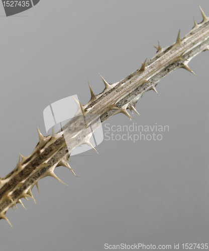 Image of thorny twig detail