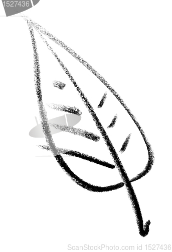 Image of leaf sketch