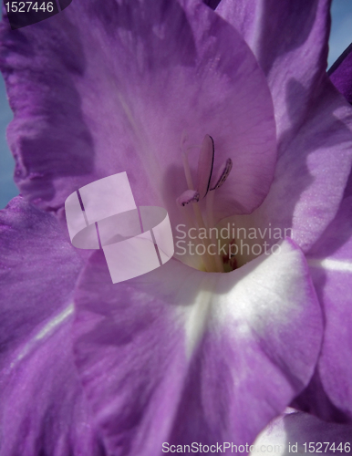 Image of gladiolus flower