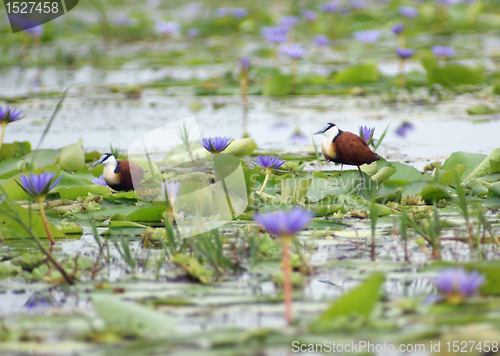 Image of African Jacana and blue flowers