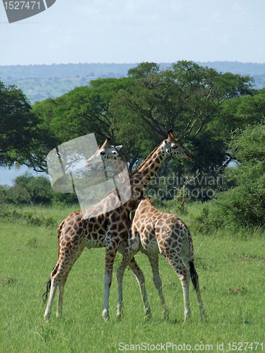 Image of Giraffes at fight in Uganda