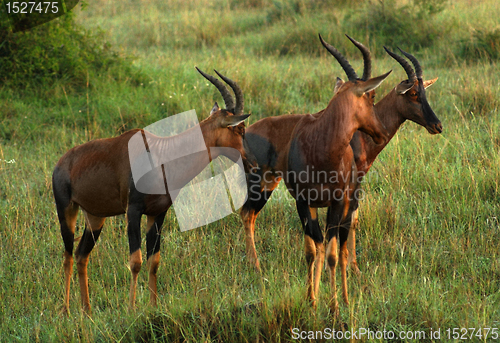 Image of Common Tsessebe in Uganda