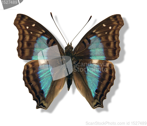 Image of iridescent butterfly