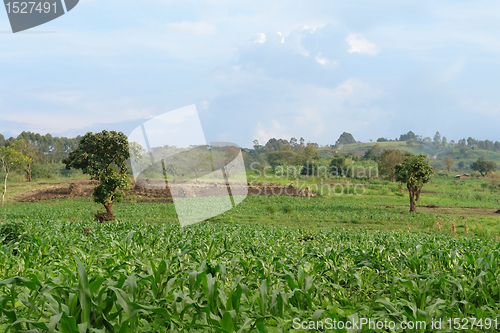 Image of near Rwenzori Mountains in Uganda