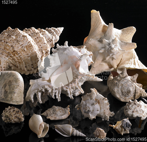 Image of sea snail houses