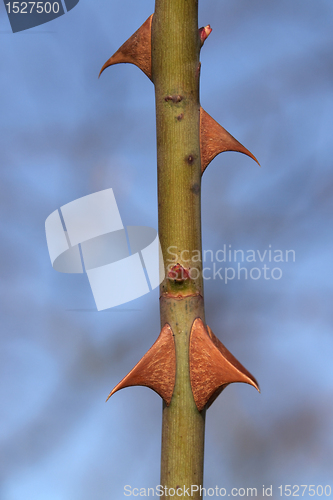 Image of simply thorns in blue back