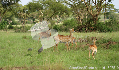 Image of Uganda Kobs in the Savannah