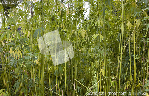 Image of hemp field at summer time
