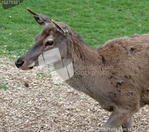 Image of Red Deer portrait