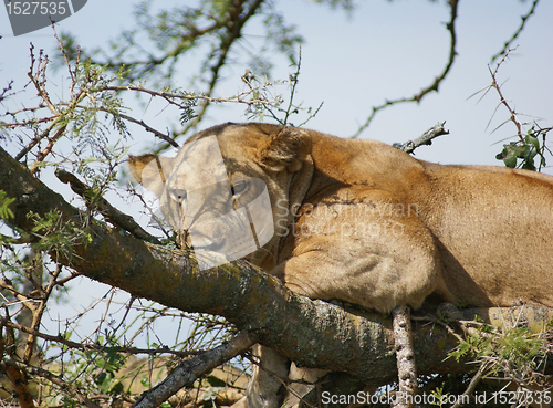 Image of Lion resting on a tree