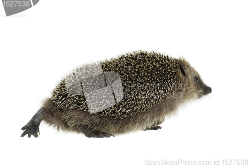 Image of walking hedgehog in white back