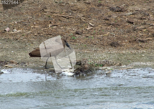 Image of waterside scenery with Hamerkop