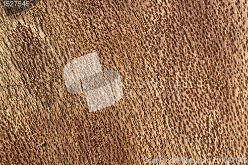 Image of inside bark detail