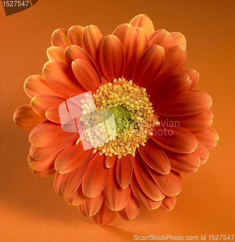 Image of orange red gerbera flower