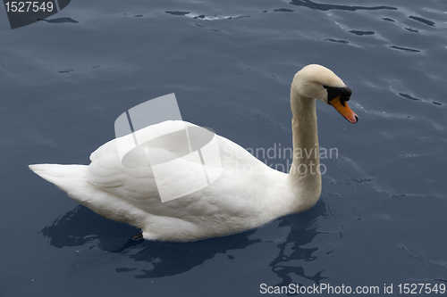 Image of swimming swan