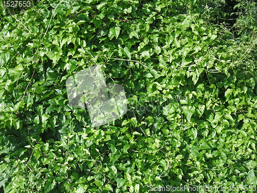 Image of sunny illuminated green vegetation