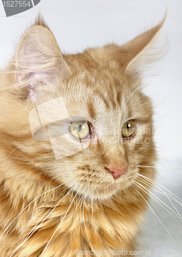 Image of Maine Coon kitten portrait