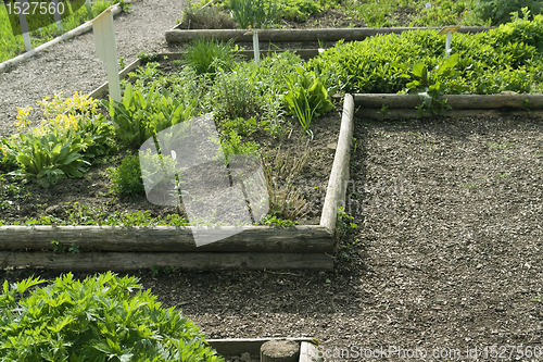 Image of herb garden detail