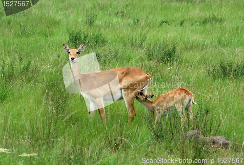 Image of Uganda Kobs in green grassland