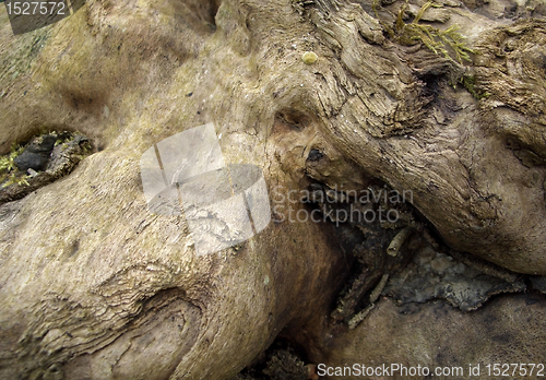 Image of burl wood closeup