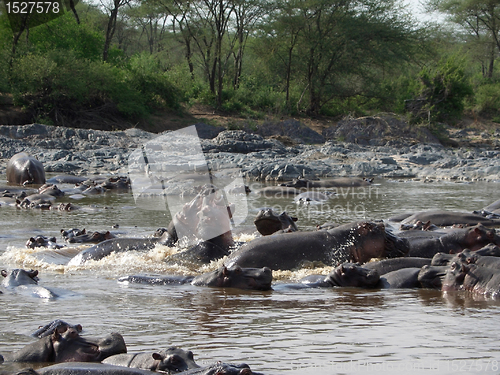 Image of Hippos in Africa