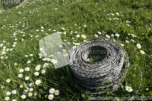 Image of barbwire and daisy flowers on a meadow