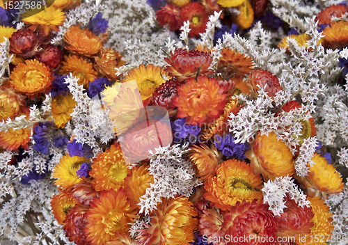 Image of colorful dry flowers