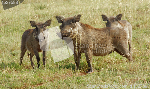 Image of warthogs in Uganda