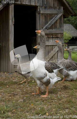 Image of geese and barn