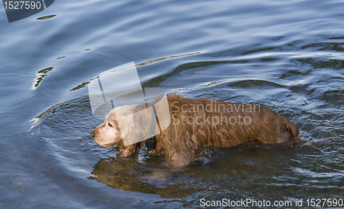 Image of wet brown dog