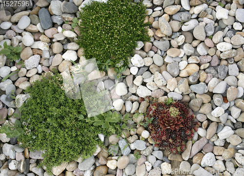 Image of shrub and pastel pebbles