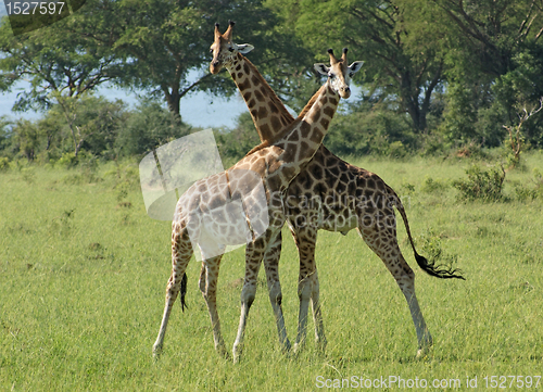 Image of two Giraffes in sunny ambiance