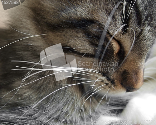 Image of sleeping kitten portrait