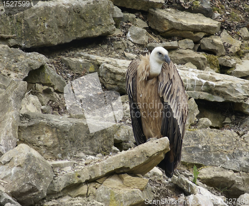 Image of Vulture in stony back