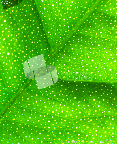 Image of Lime Leaf Macro