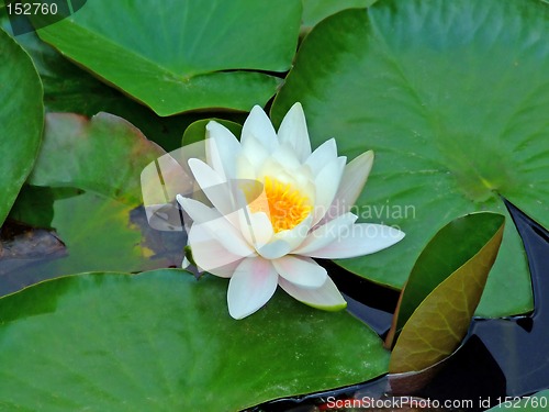 Image of Lotus flower