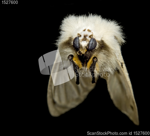 Image of flying fluffy moth