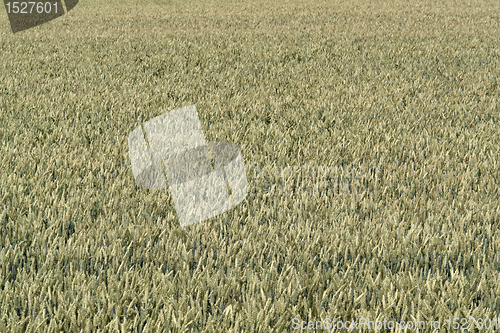 Image of full frame wheat field