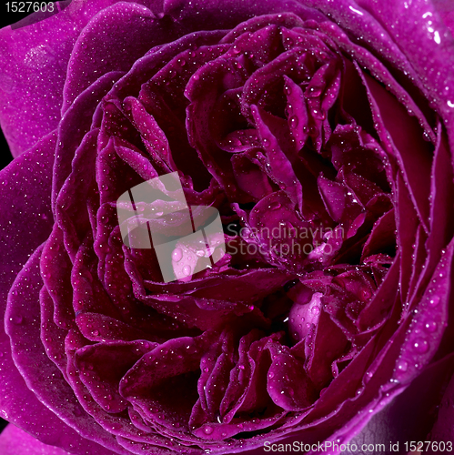 Image of wet rose flower closeup