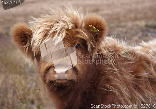 Image of Highland cattle portrait